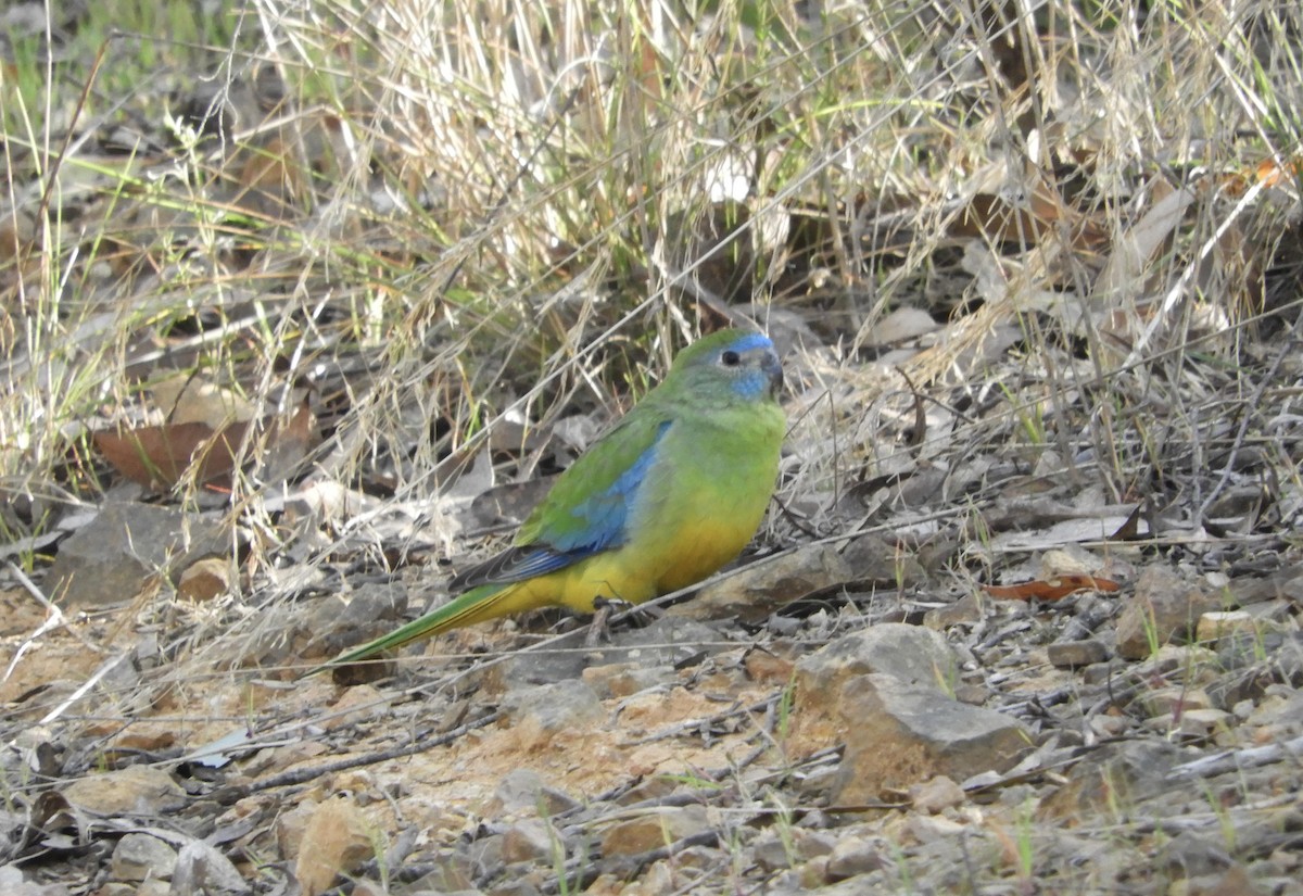 Turquoise Parrot - ML609029871