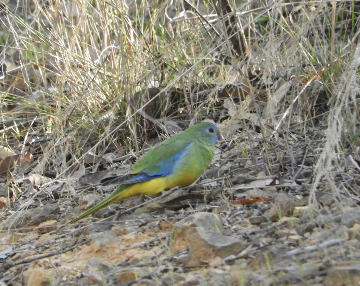 Turquoise Parrot - ML609029872