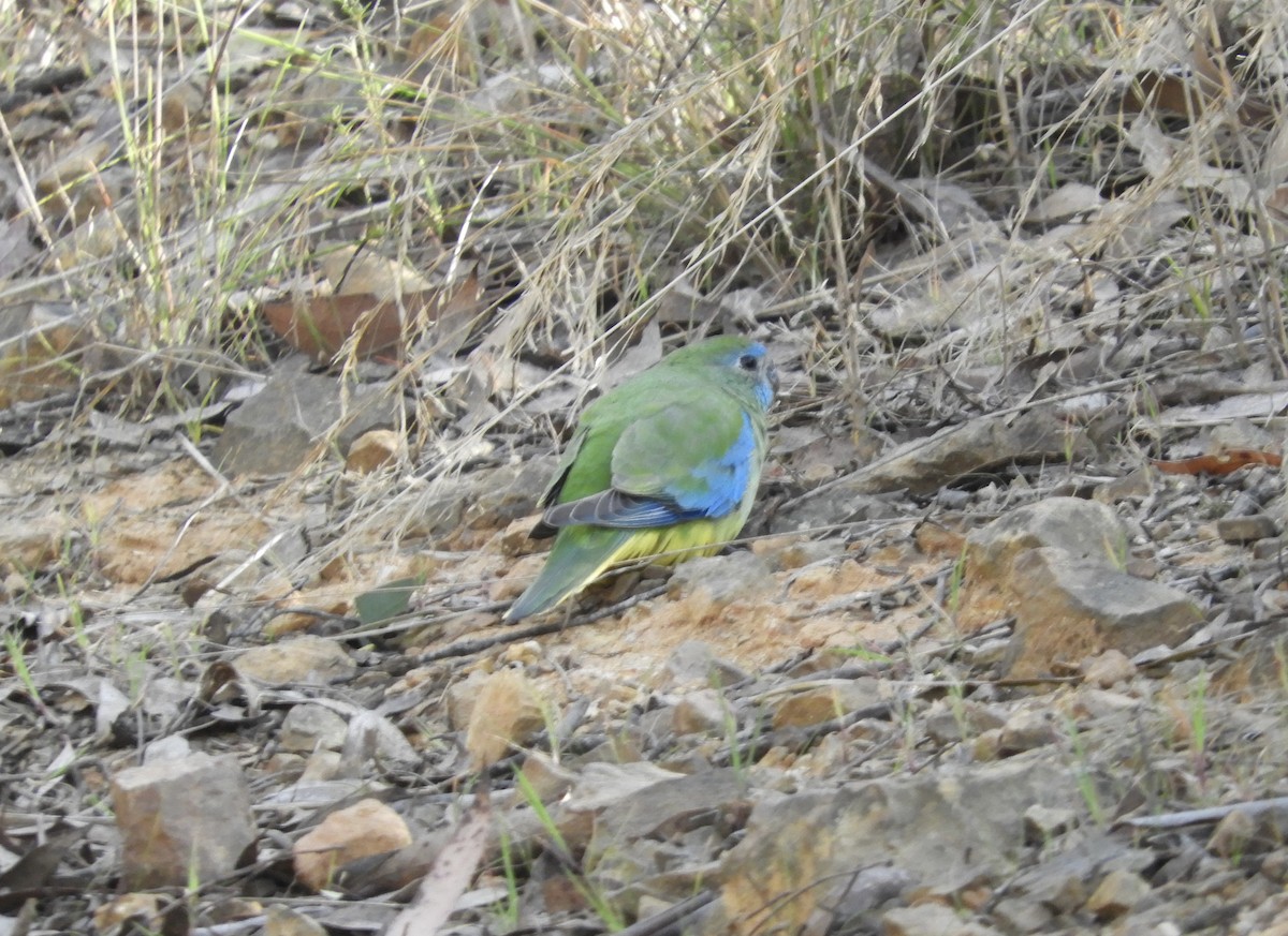 Turquoise Parrot - ML609029873