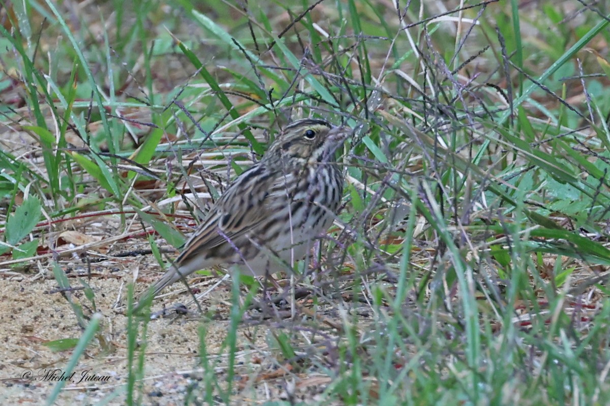 Savannah Sparrow - ML609029991
