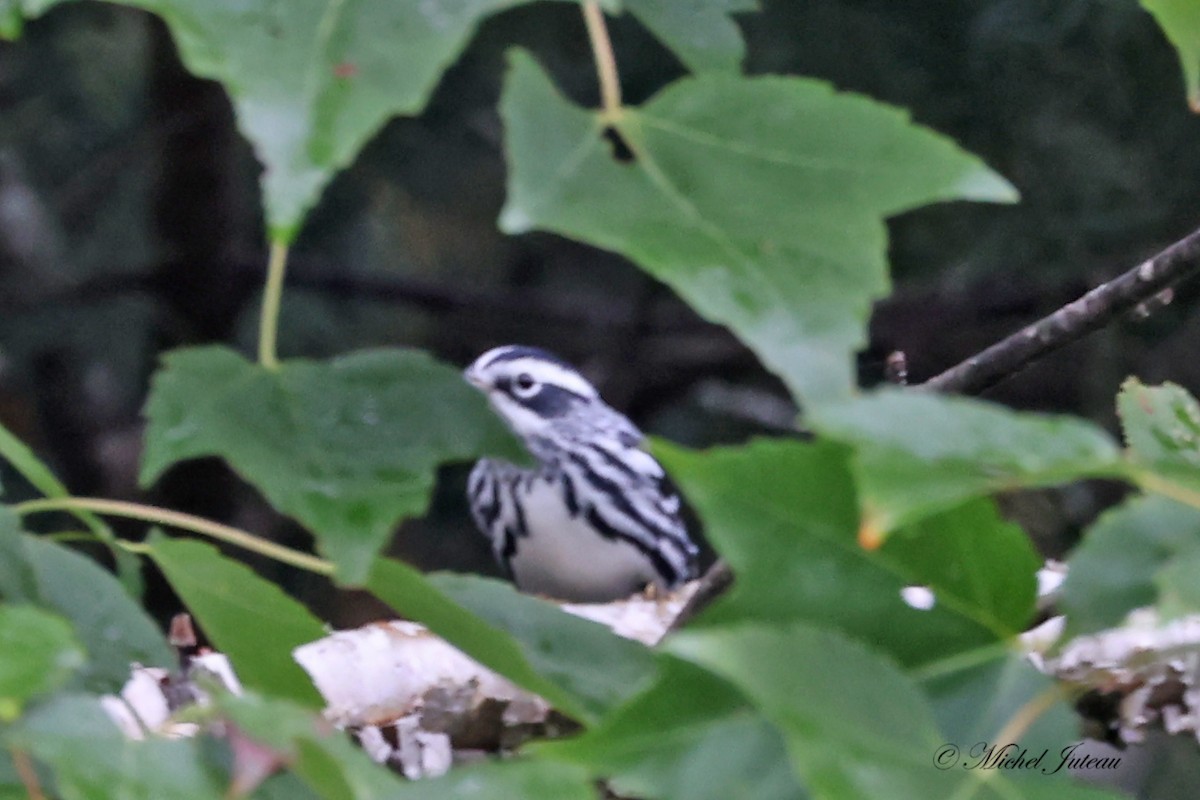 Black-and-white Warbler - ML609030008