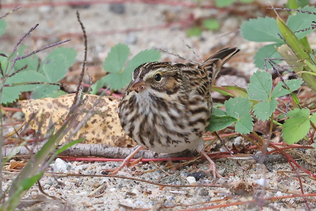 Savannah Sparrow - ML609030127