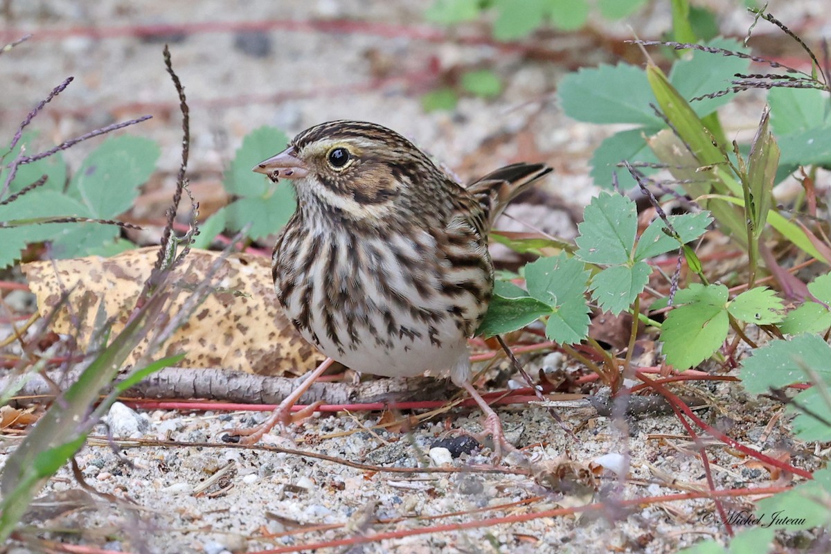 Savannah Sparrow - ML609030128