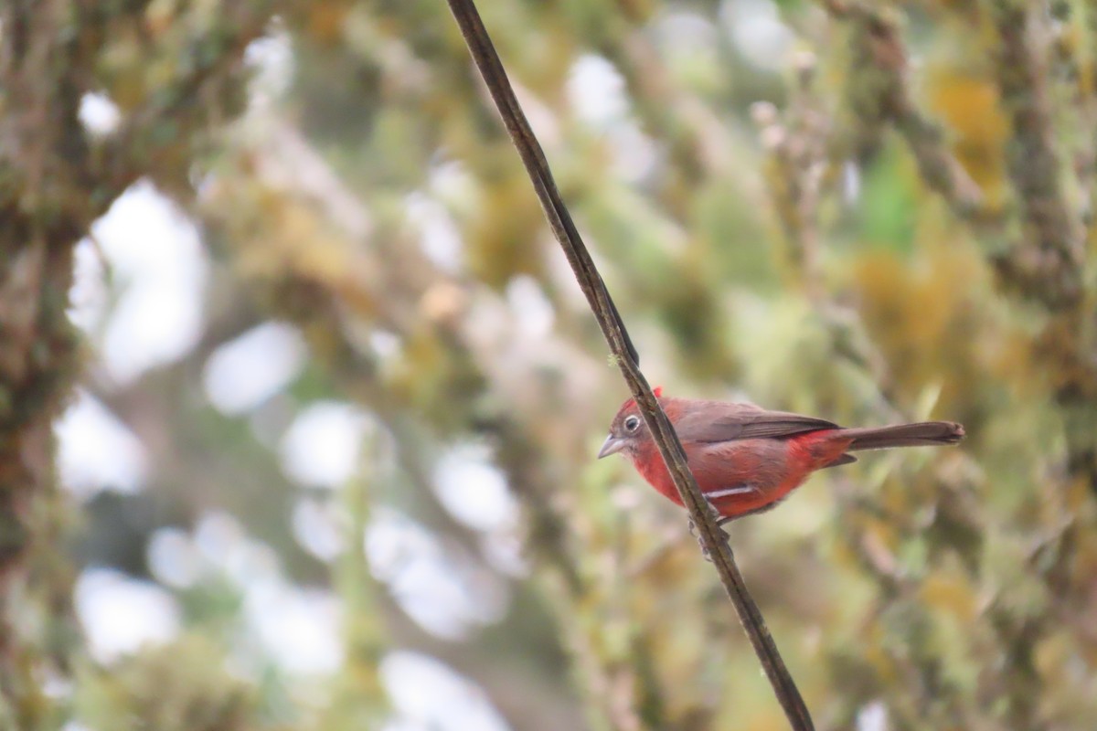 Red-crested Finch - Alberto  Espinoza