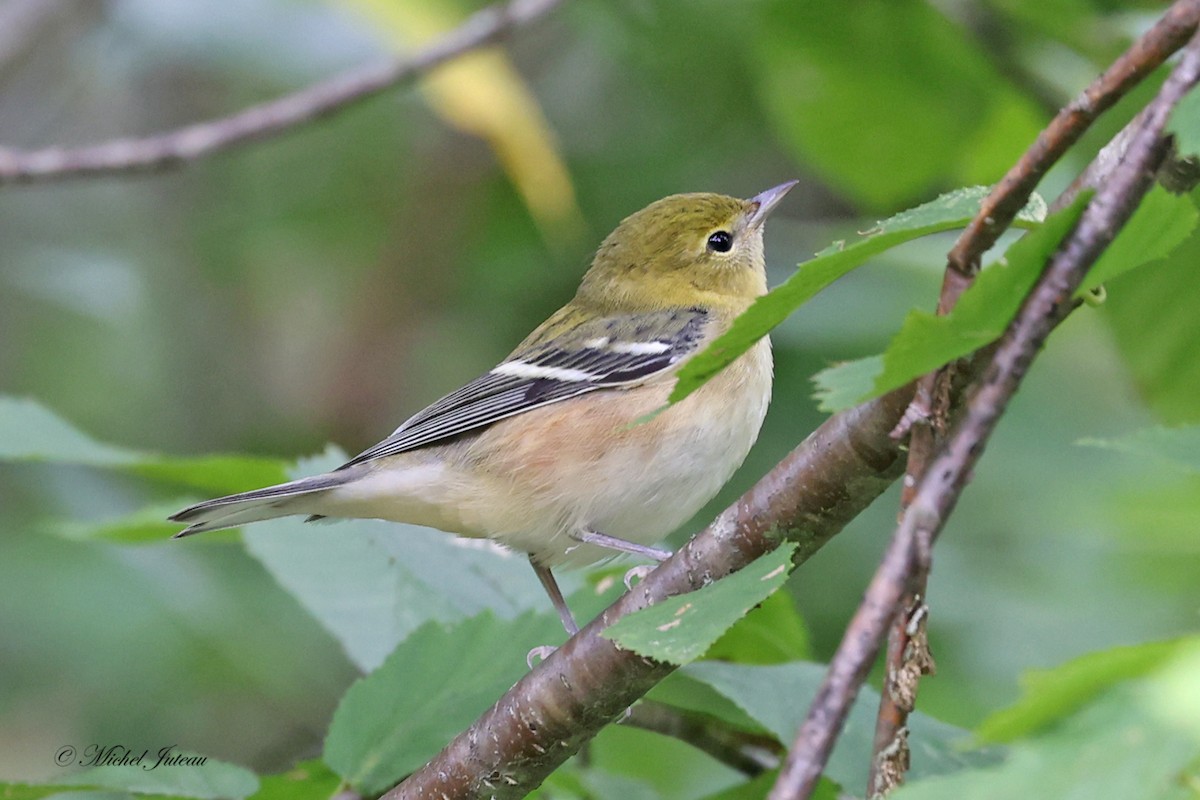 Bay-breasted Warbler - ML609030290
