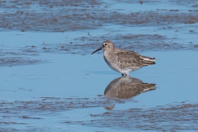 Dunlin