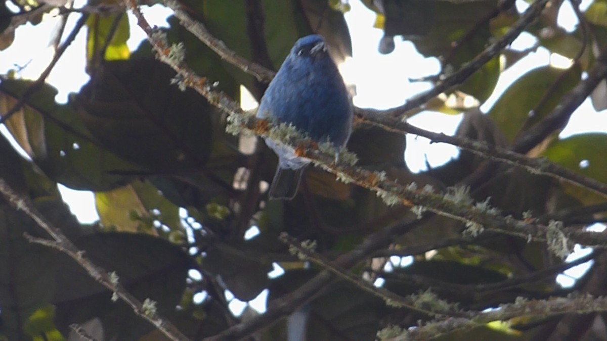 Blue-and-black Tanager - ML609030713