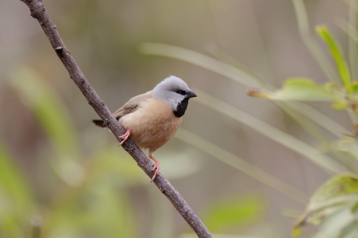 Black-throated Finch - Andreas Heikaus