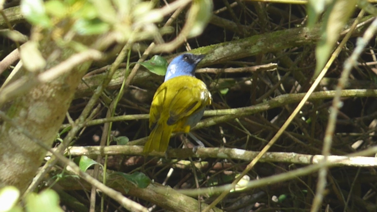 Blue-capped Tanager - ML609030803