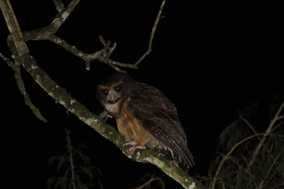 Tawny-browed Owl - ML609030898