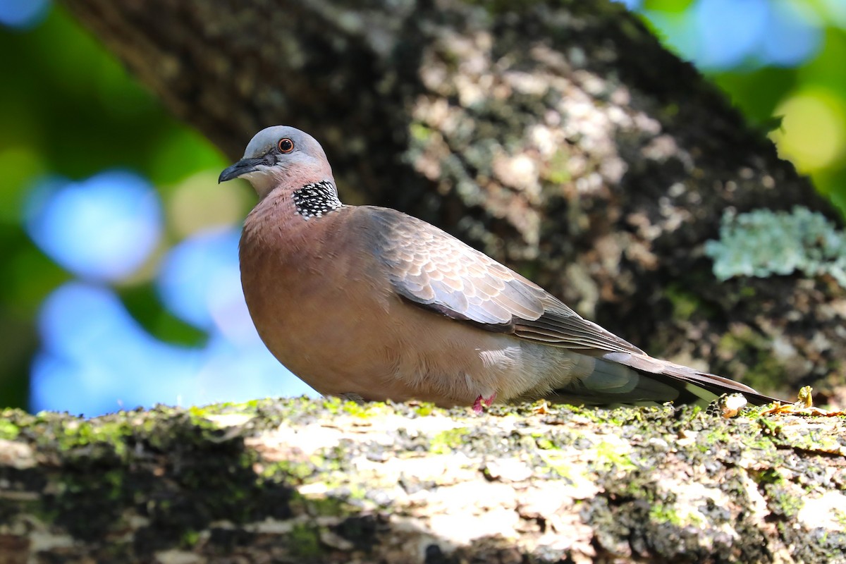 Spotted Dove - Brooke Ross
