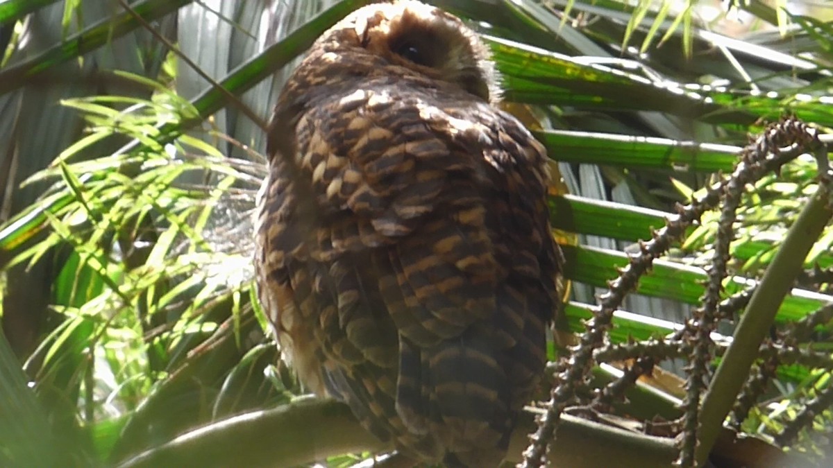 Rufous-banded Owl - ML609030957