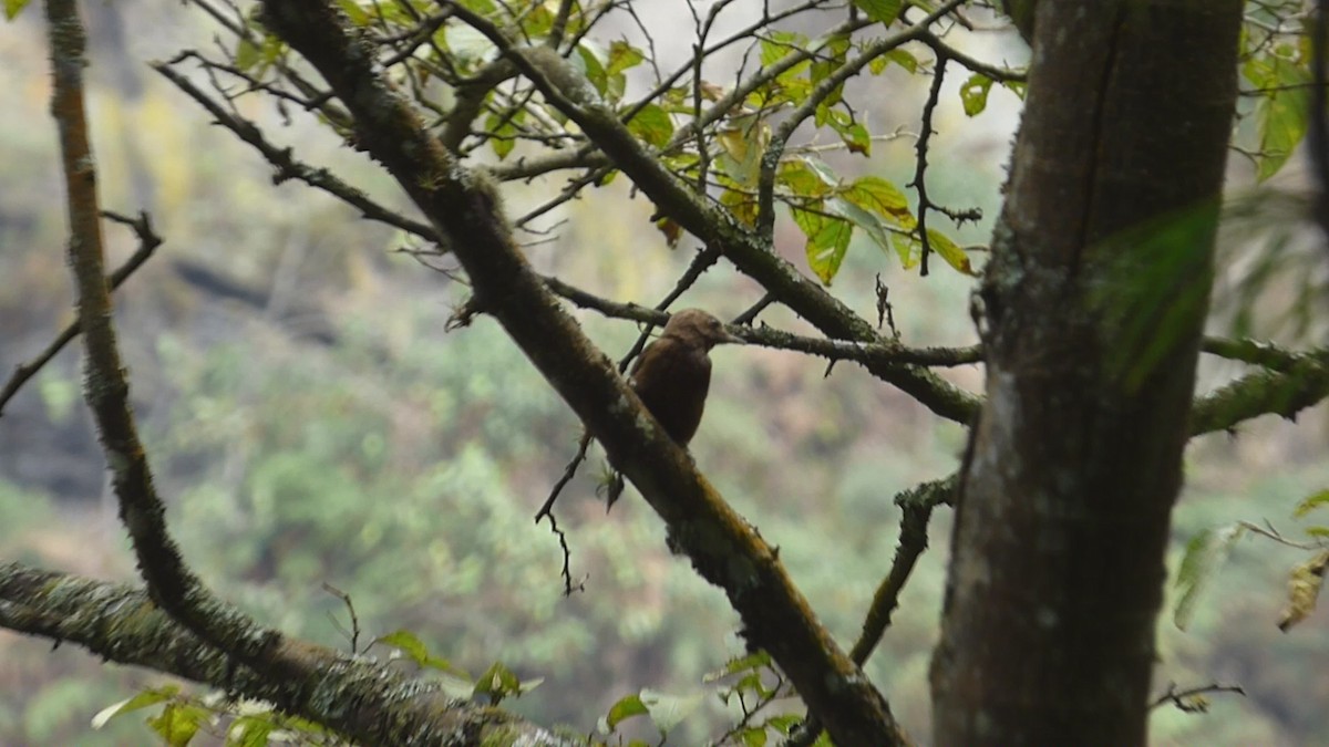 Smoky-brown Woodpecker - ML609031193