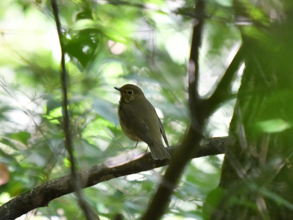Swainson's Thrush (Olive-backed) - Dean Turley