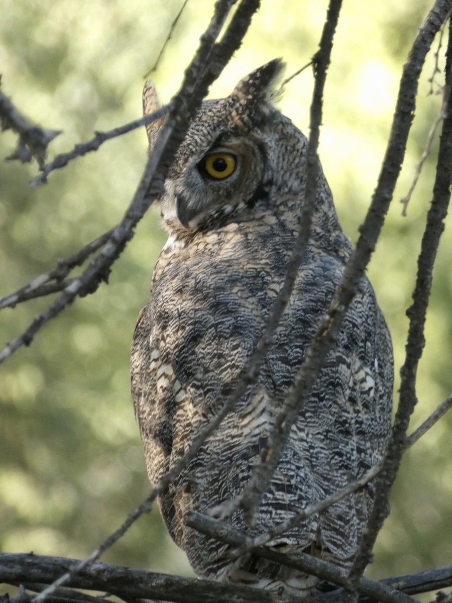 Great Horned Owl - ML609031851