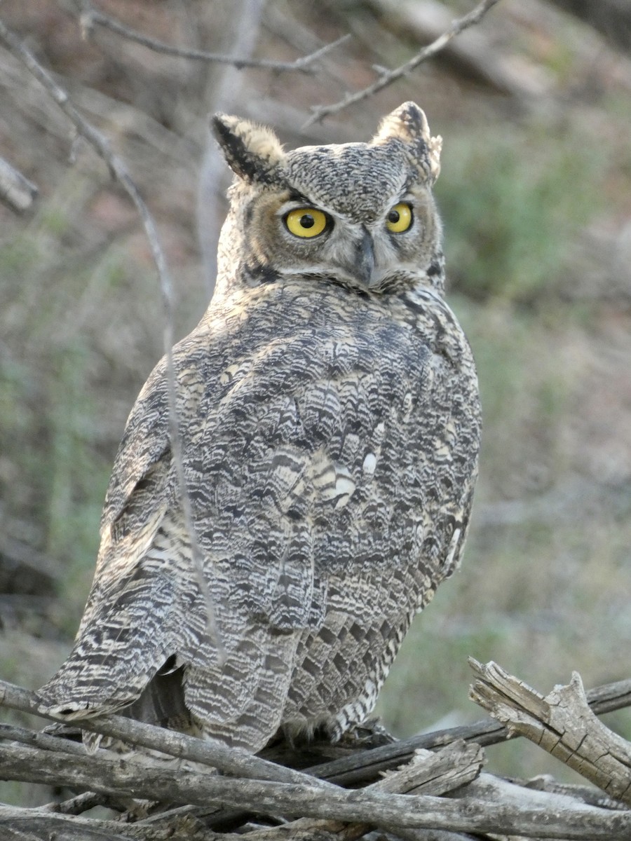 Great Horned Owl - ML609031852