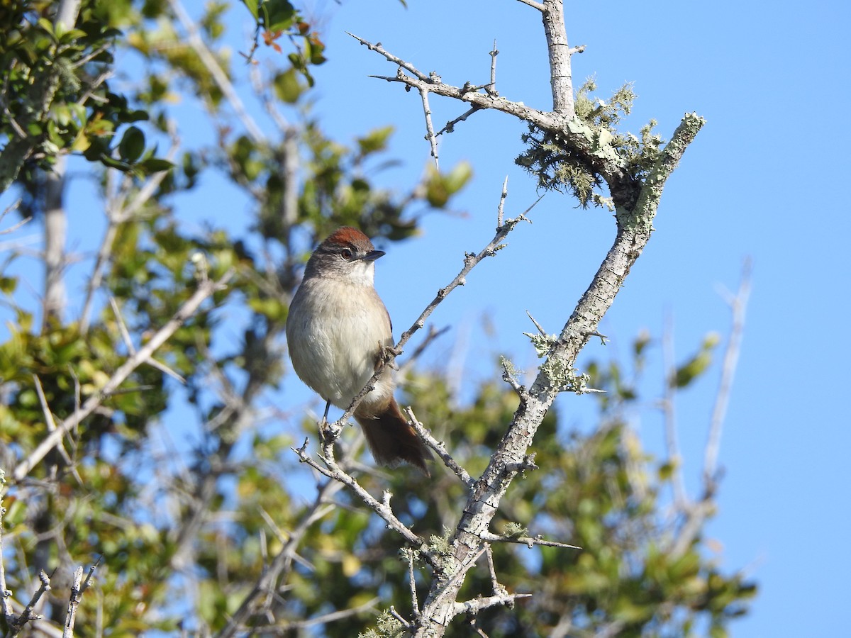 Pale-breasted Spinetail - ML609032203