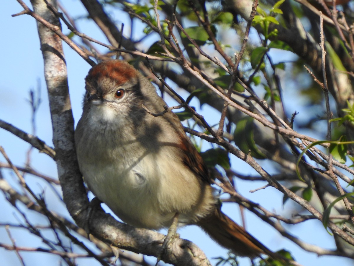Pale-breasted Spinetail - ML609032204
