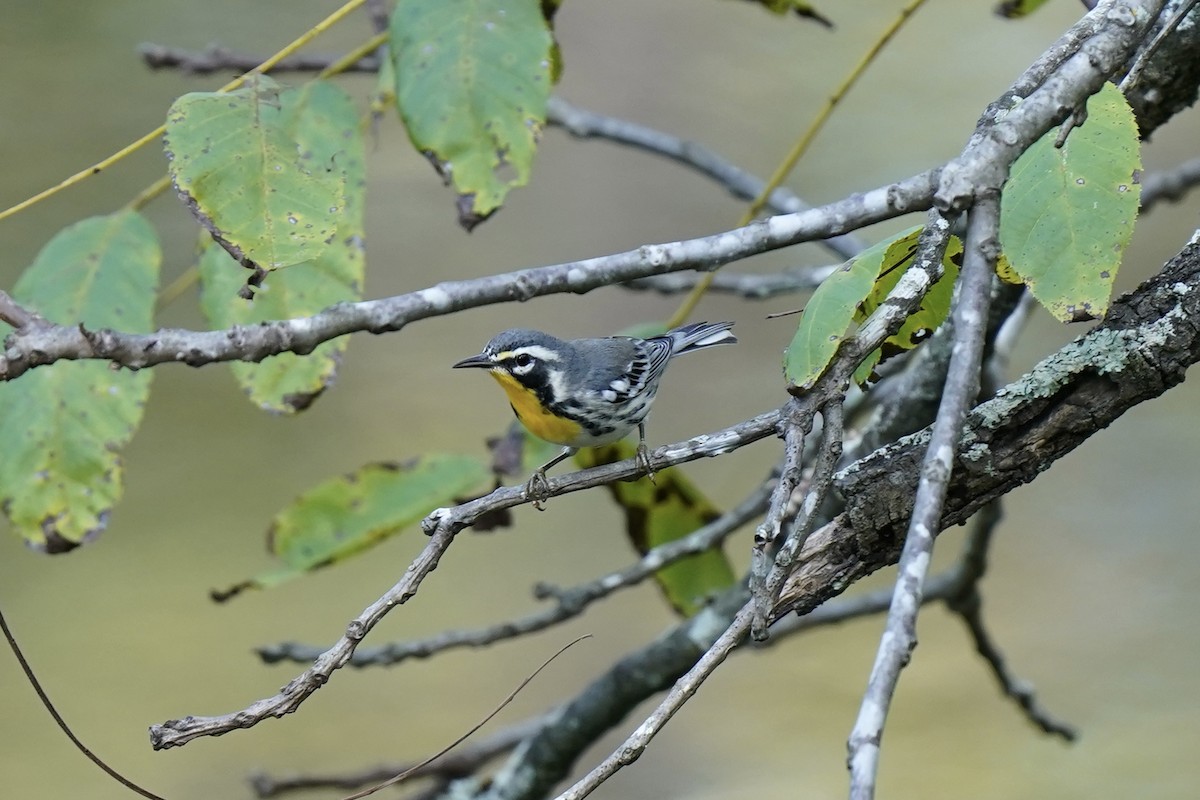 Yellow-throated Warbler - Melanie Crawford
