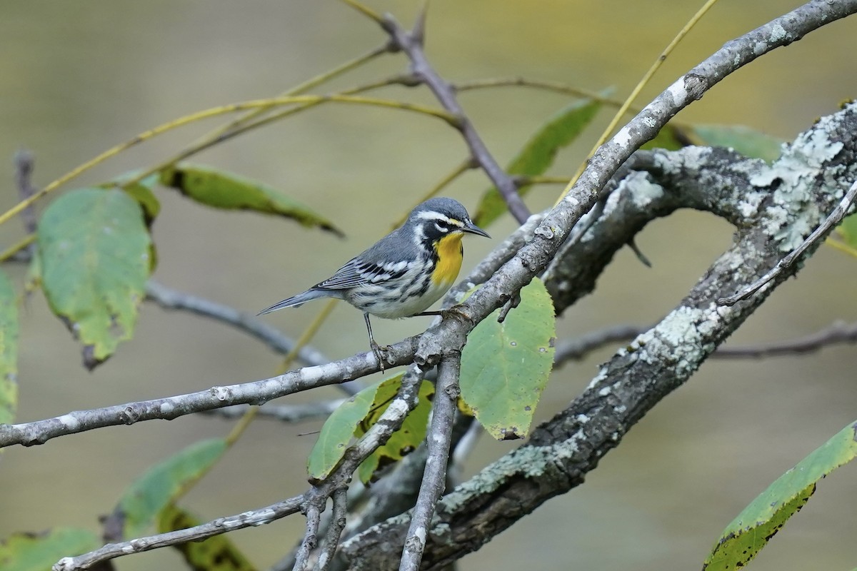 Yellow-throated Warbler - ML609032526