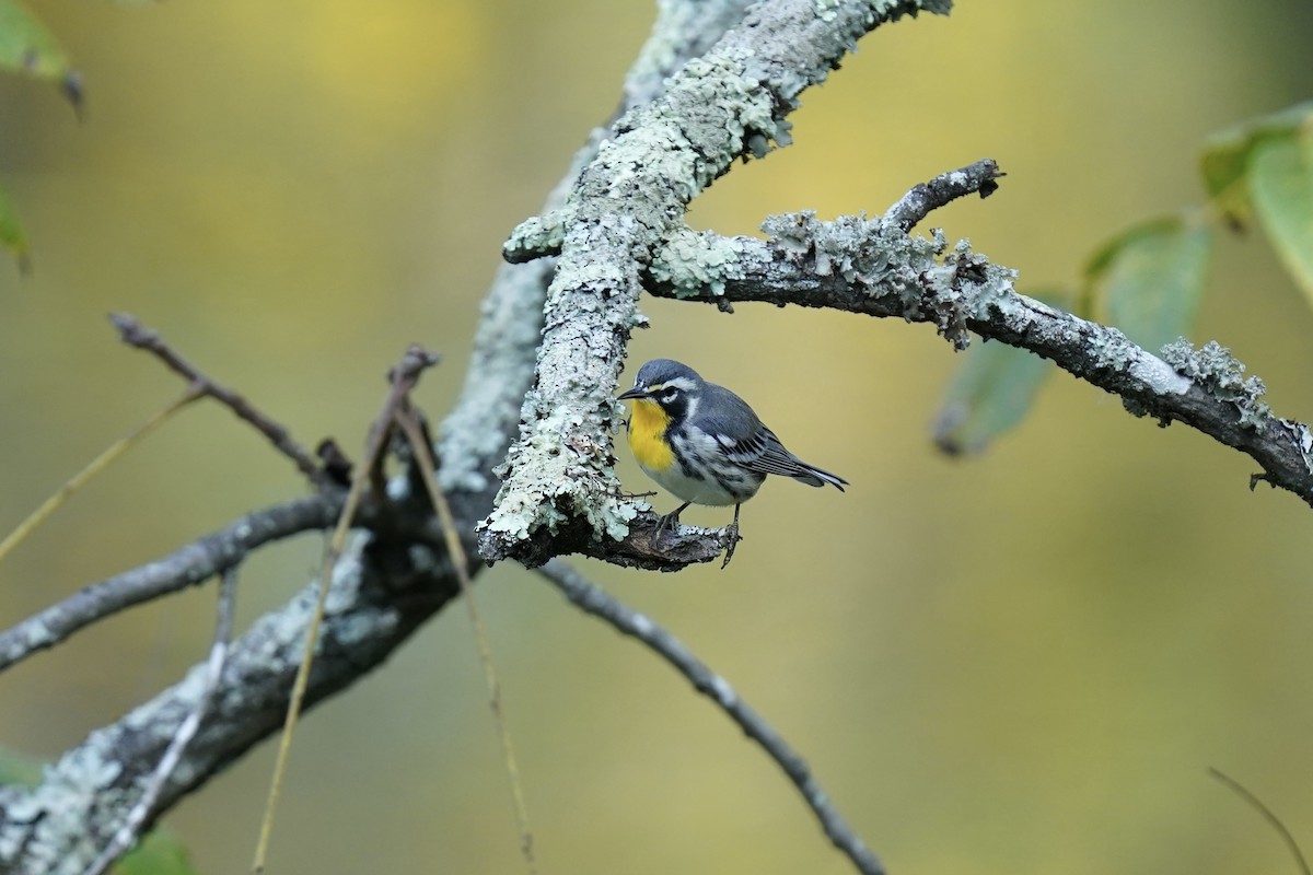 Yellow-throated Warbler - ML609032527