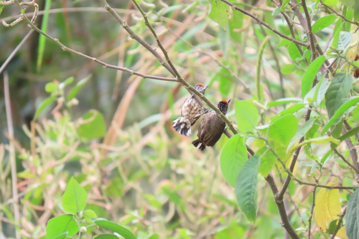 Ocellated Piculet - ML609032539