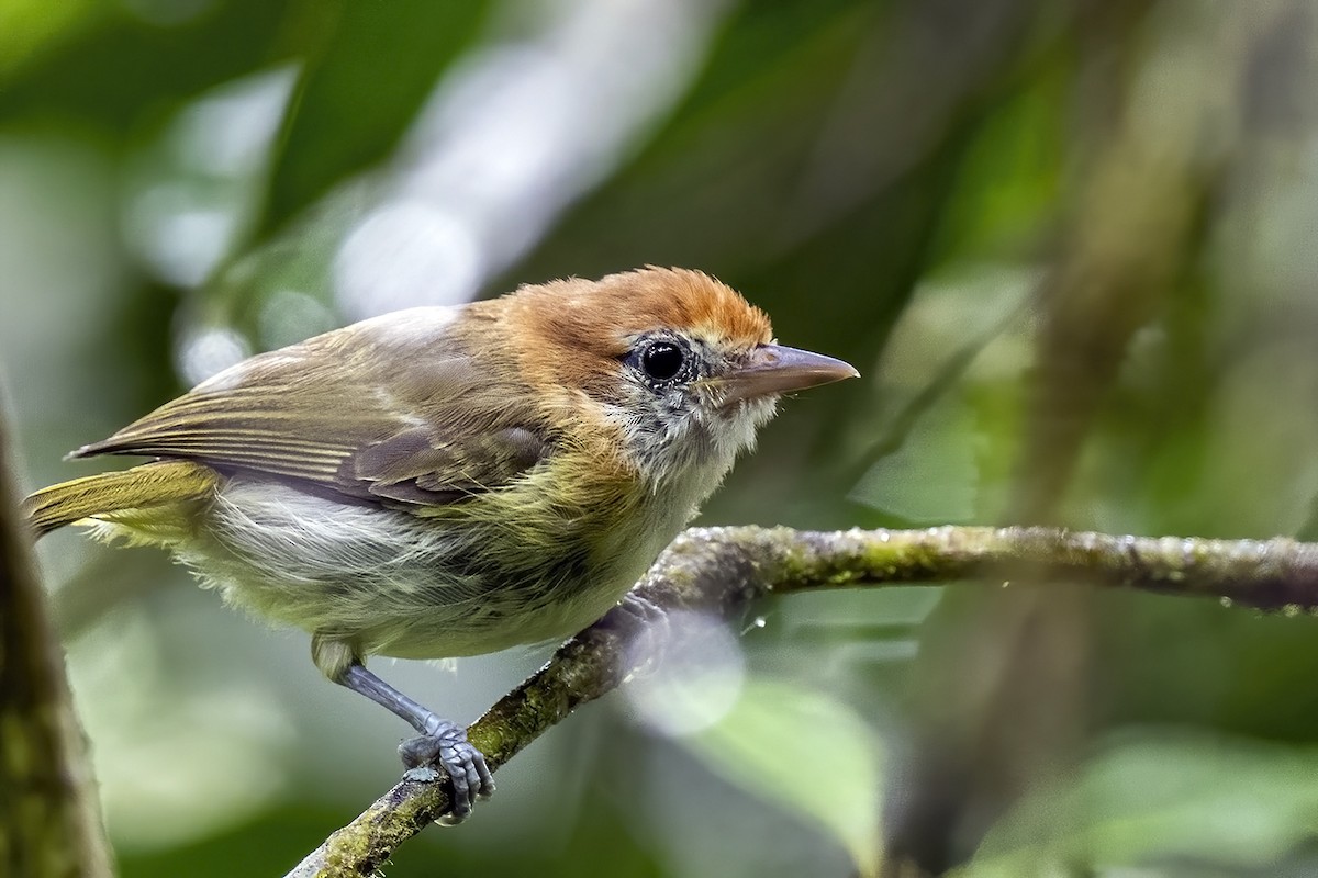 Rufous-naped Greenlet - ML609032840