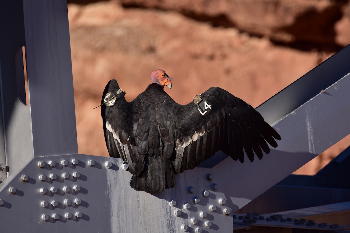 California Condor - ML609032981