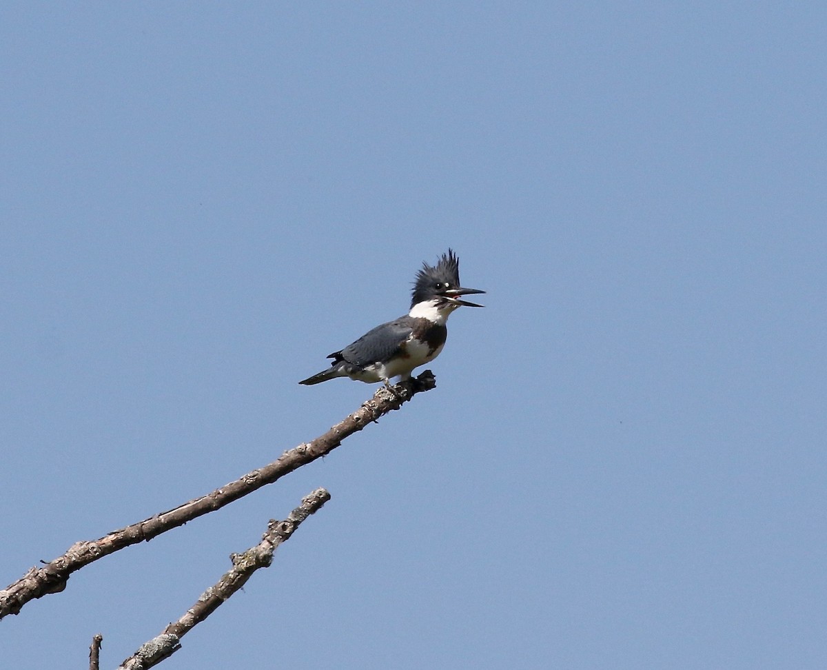 Belted Kingfisher - ML609033153