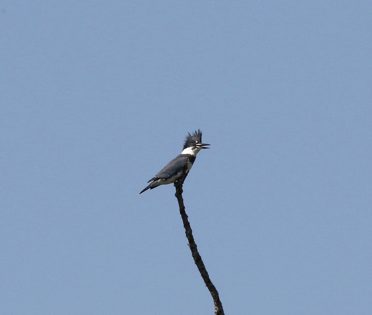 Belted Kingfisher - ML609033154