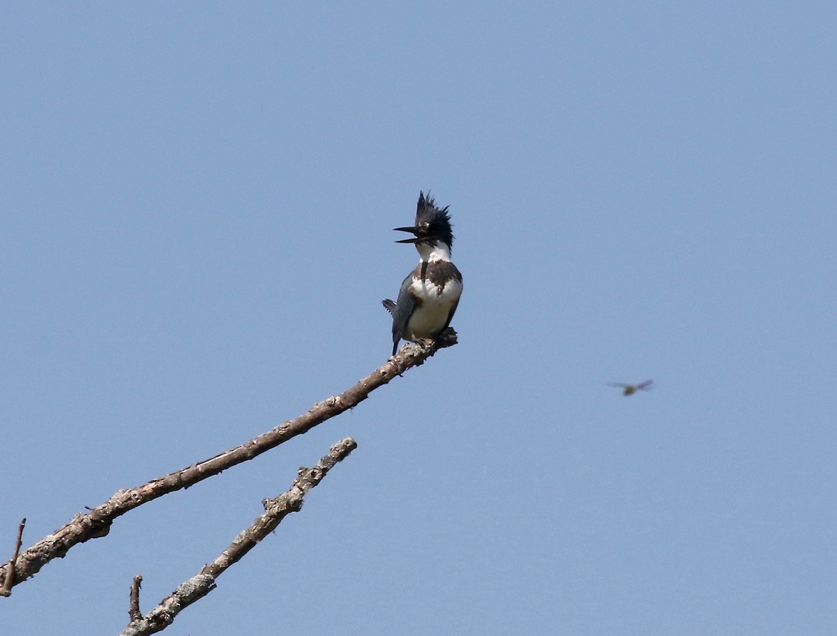 Belted Kingfisher - ML609033158
