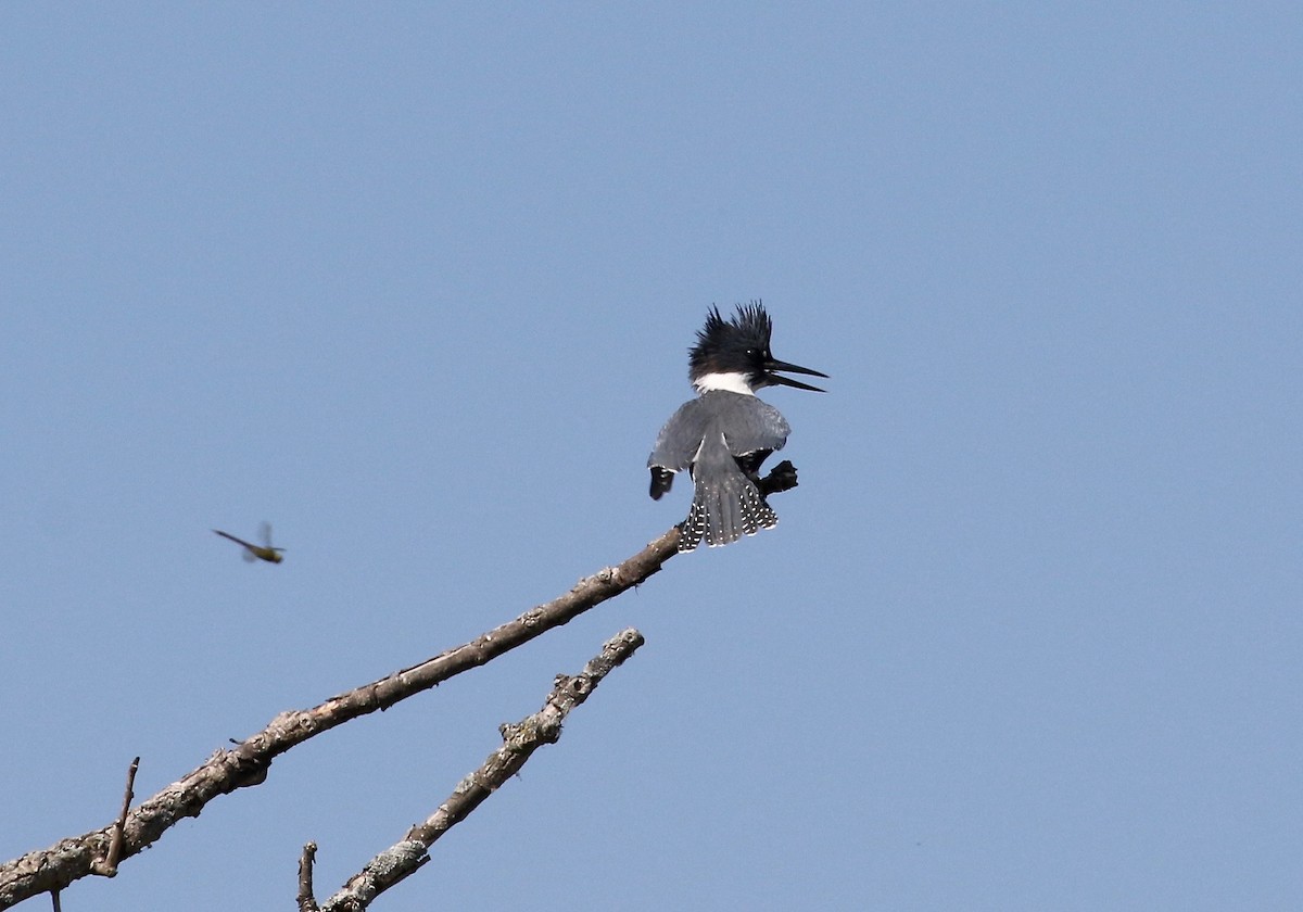 Belted Kingfisher - ML609033159
