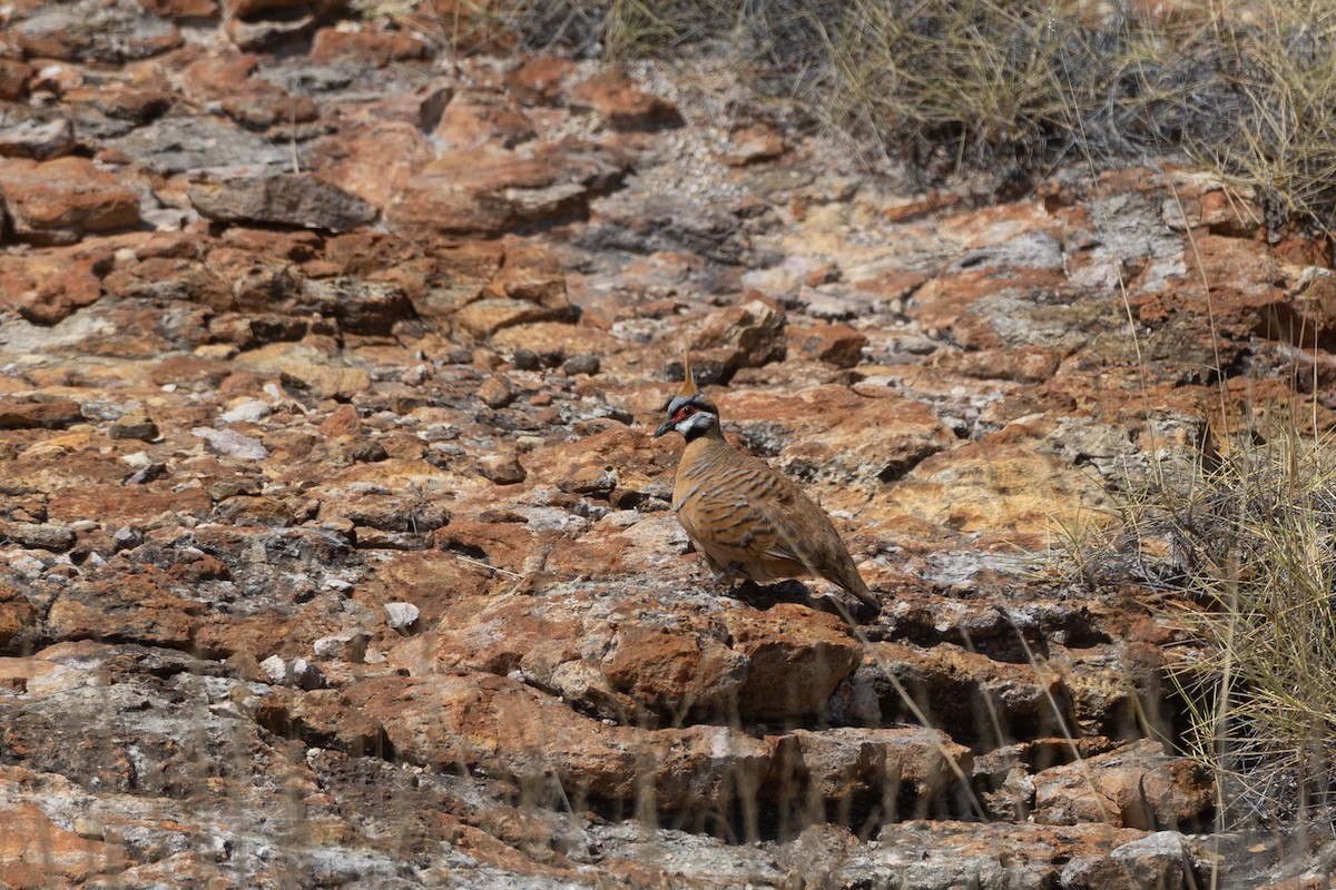 Spinifex Pigeon (Rufous-bellied) - ML609033666