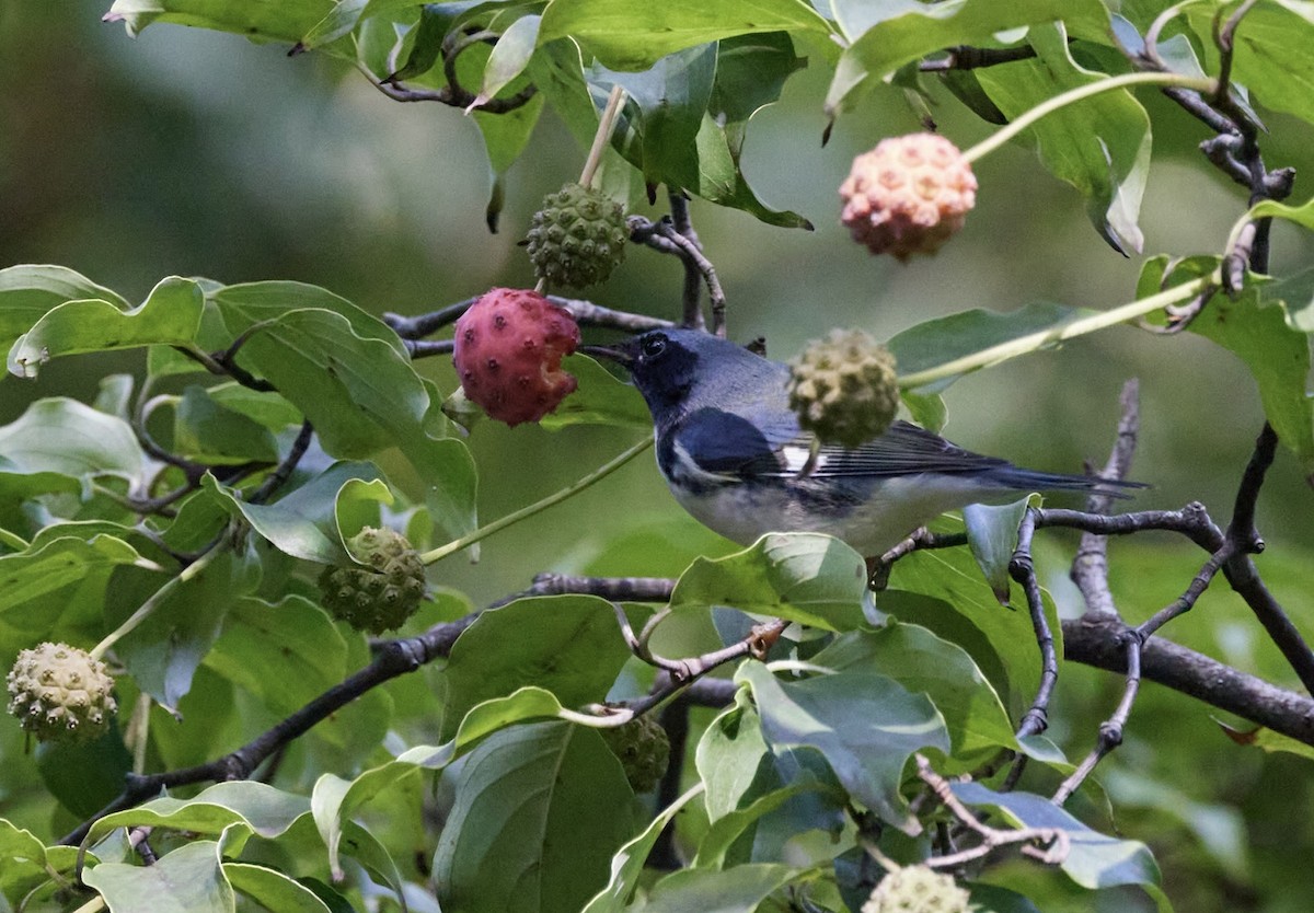 Black-throated Blue Warbler - ML609033901