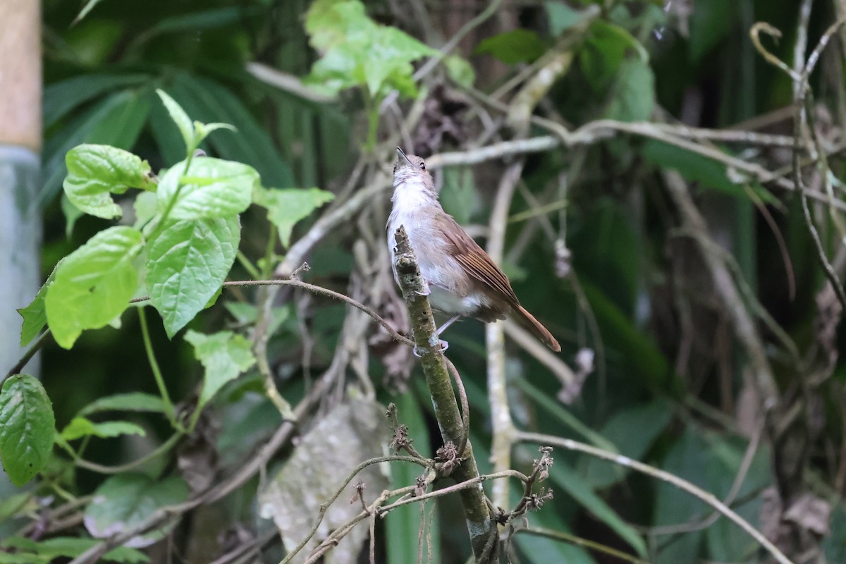 Sulawesi Babbler - ML609034094
