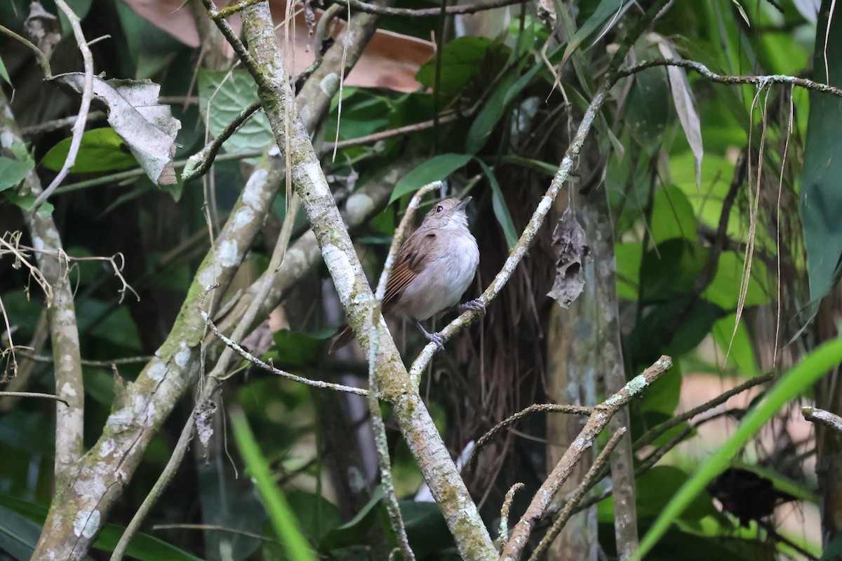 Sulawesi Babbler - ML609034096