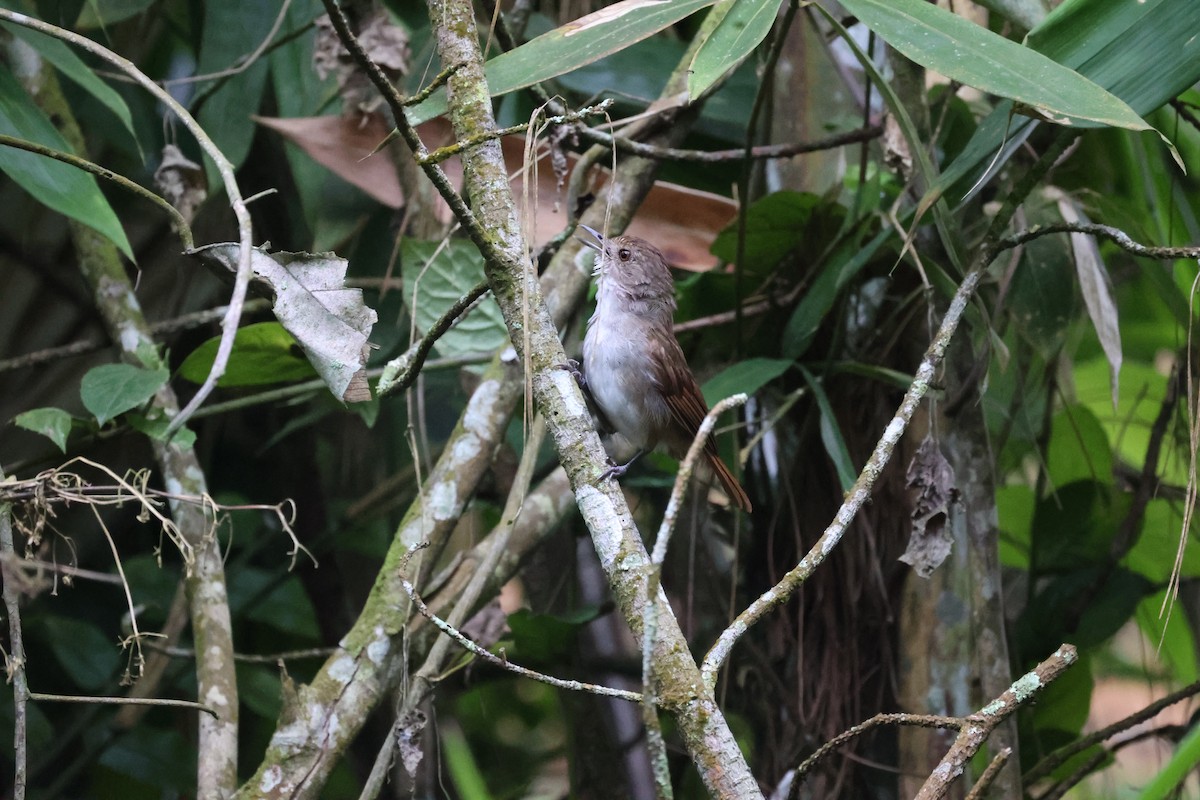 Sulawesi Babbler - ML609034098