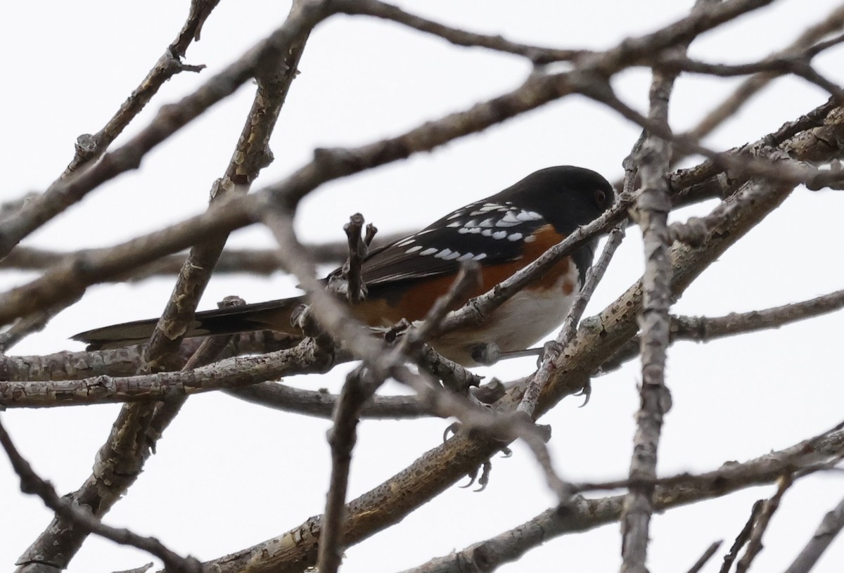 Spotted Towhee (maculatus Group) - ML609034149