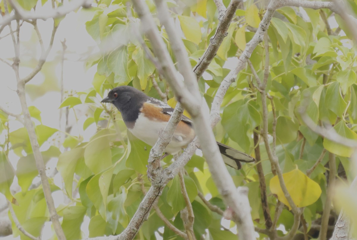 Spotted Towhee (maculatus Group) - ML609034150
