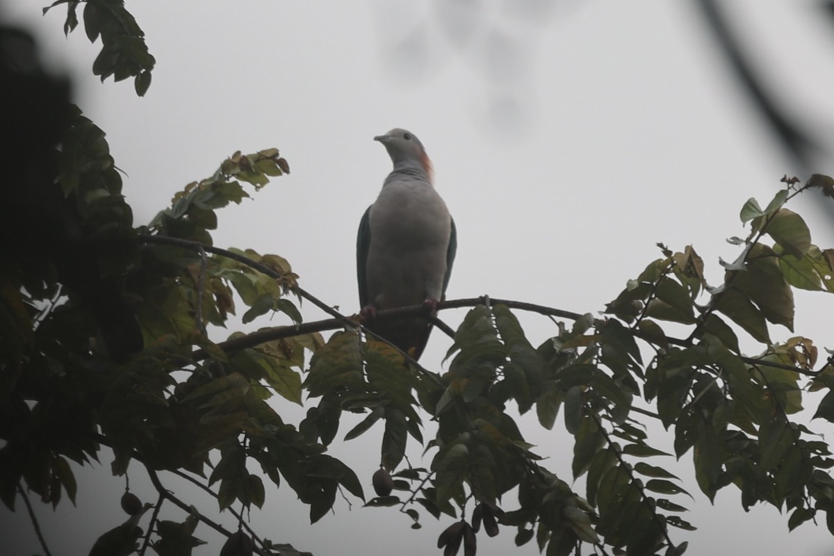 Green Imperial-Pigeon - ML609034307