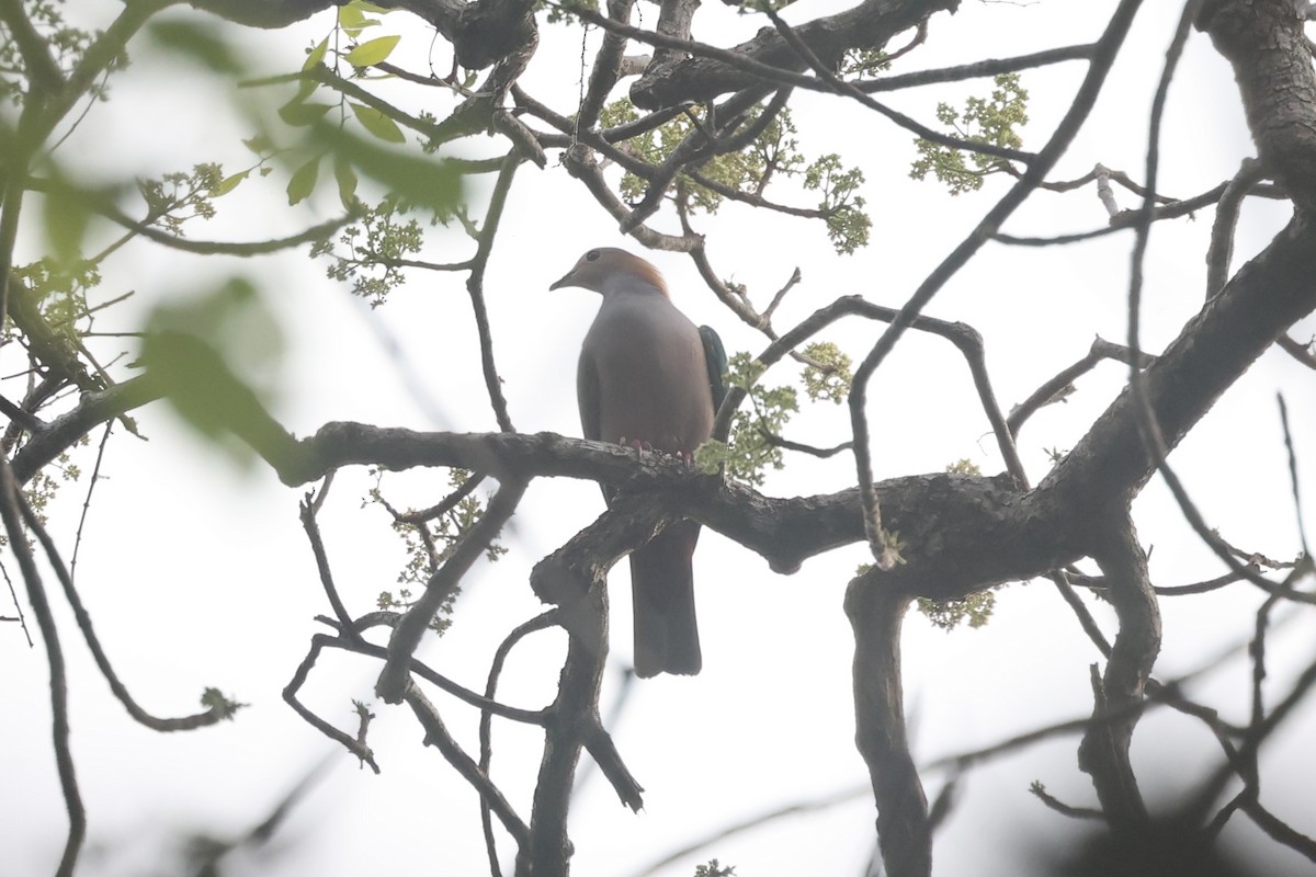 Green Imperial-Pigeon - ML609034308