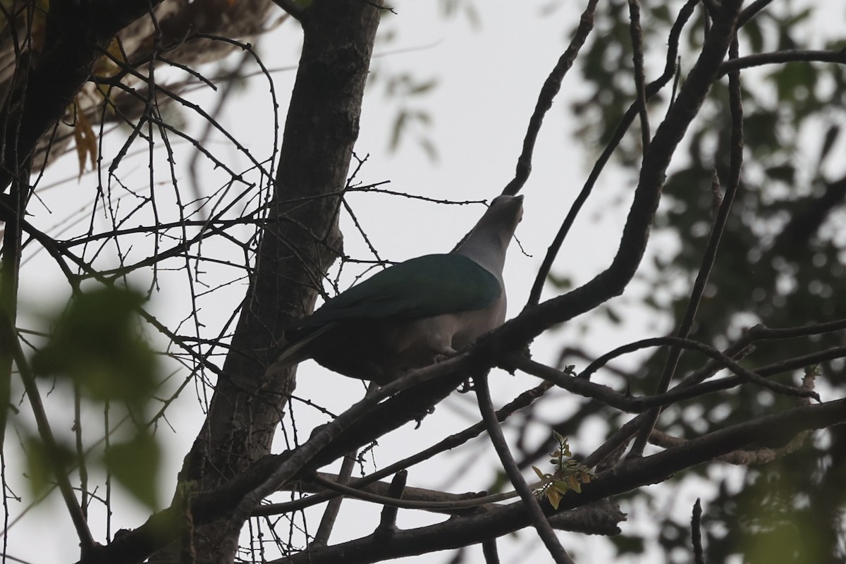 Green Imperial-Pigeon - ML609034310