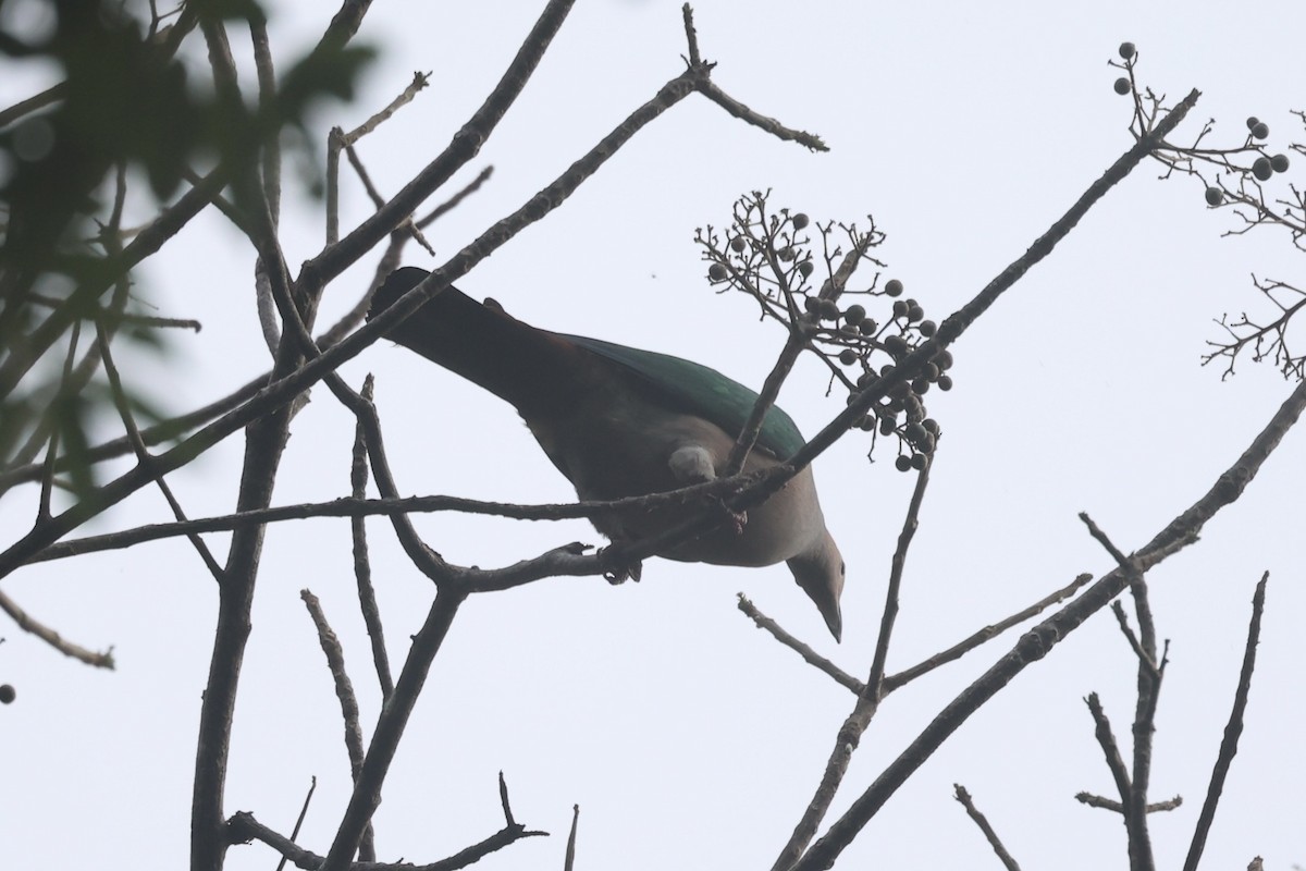 Green Imperial-Pigeon - ML609034311