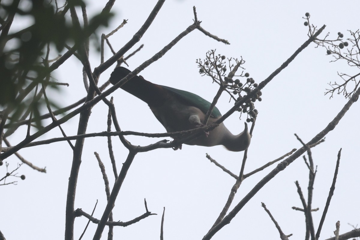 Green Imperial-Pigeon - ML609034313