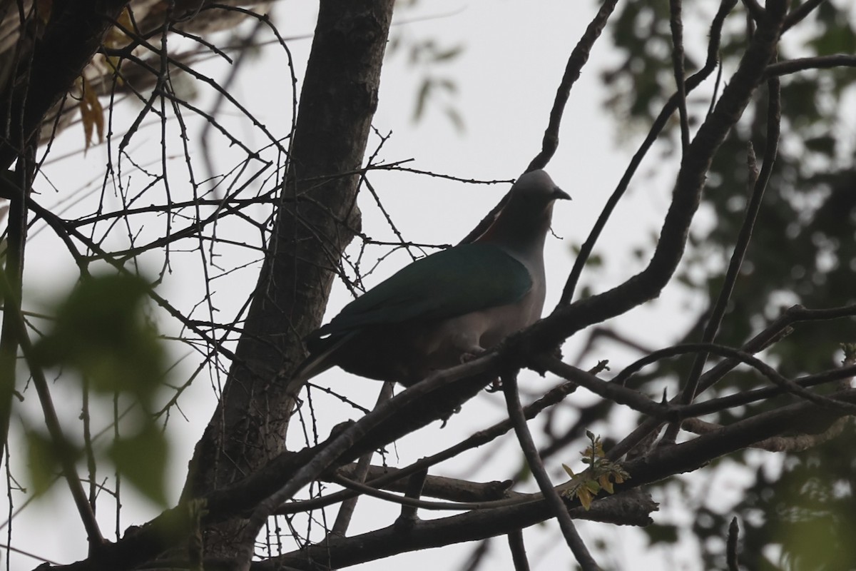 Green Imperial-Pigeon - ML609034314