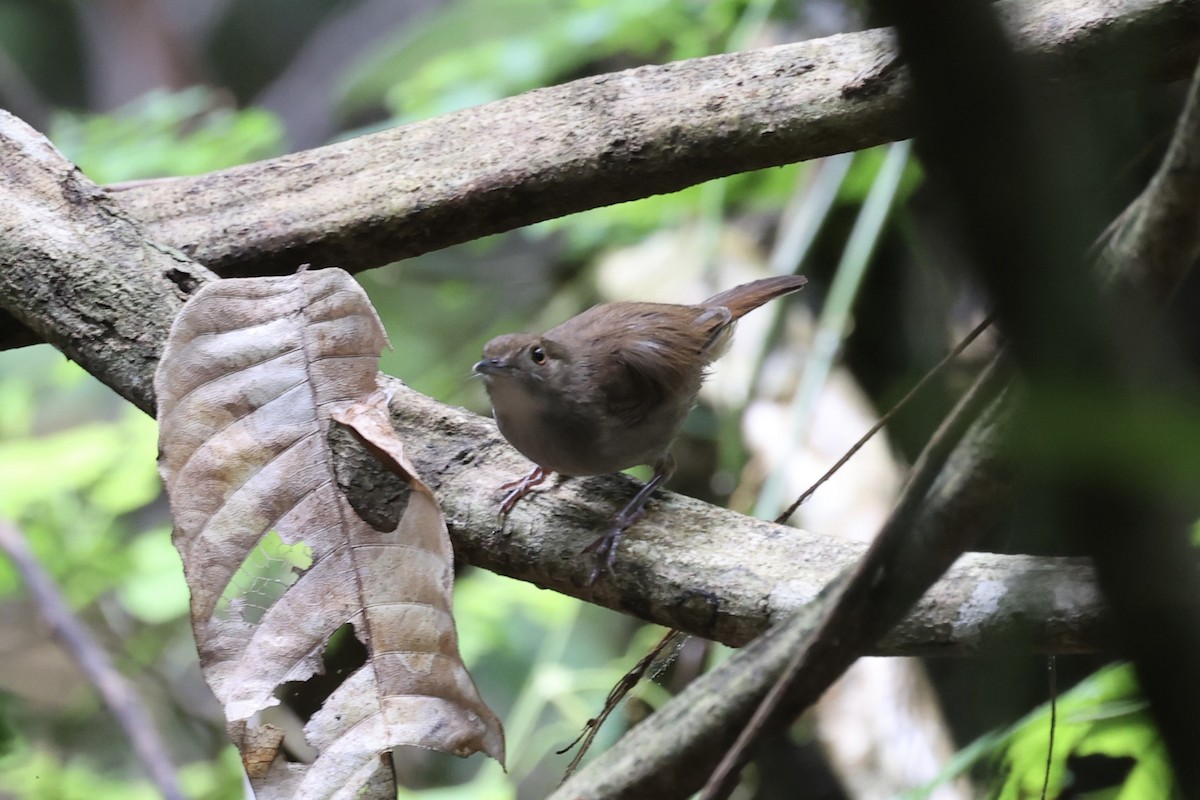 Sulawesi Babbler - Andrew William