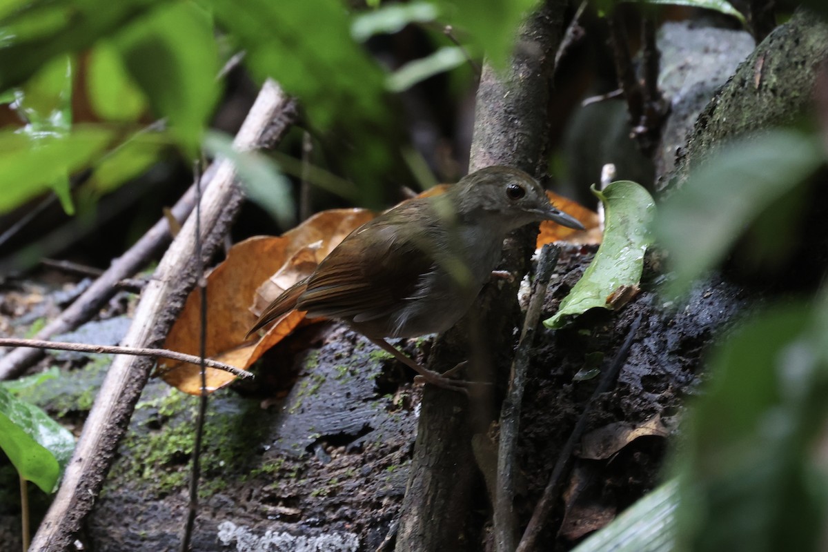 Sulawesi Babbler - ML609034374
