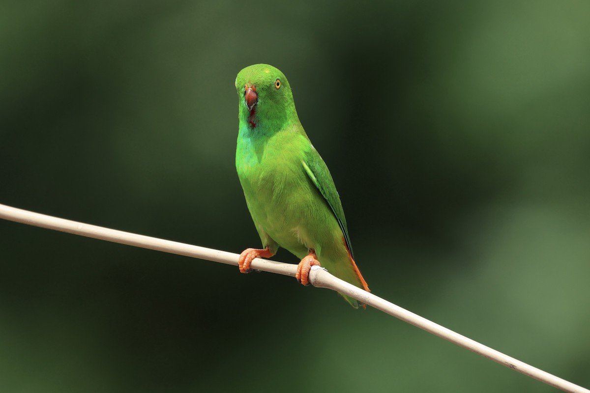 Pygmy Hanging-Parrot - Andrew William