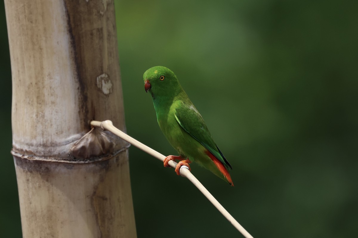 Pygmy Hanging-Parrot - ML609034393
