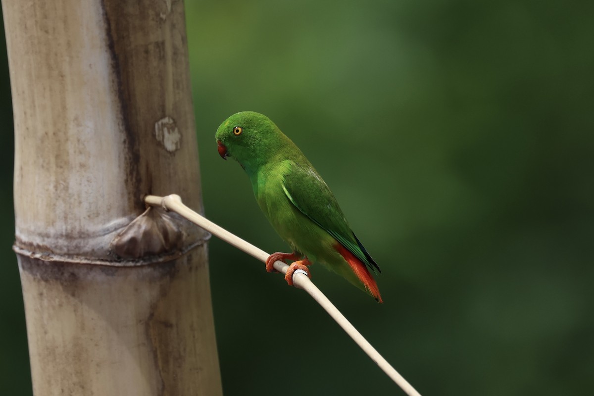 Pygmy Hanging-Parrot - ML609034395